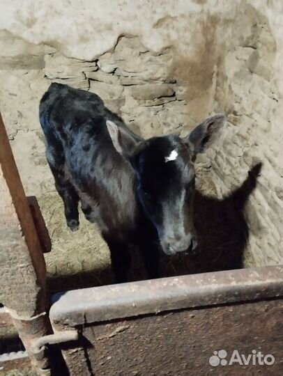 Тёлочка и бык