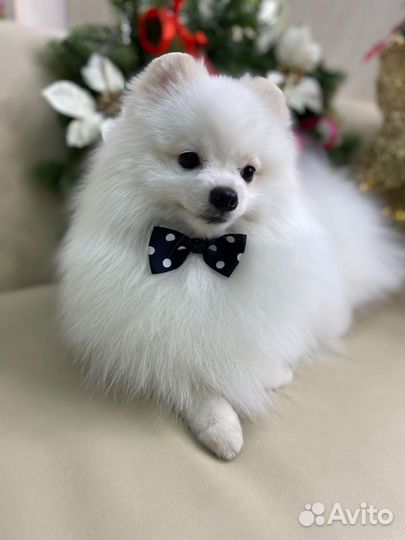 Немецкий шпиц вязка