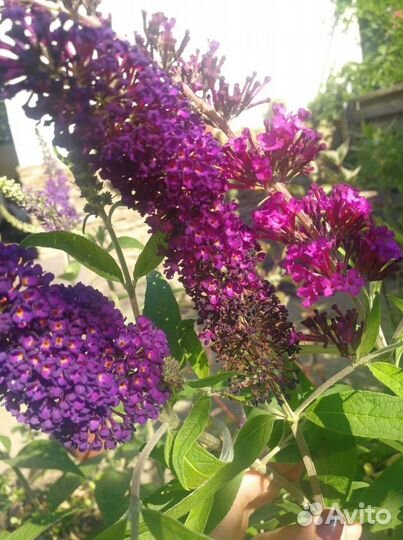 Буддлея несколько сортов