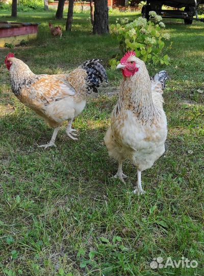 Петухи Нидерхайнер