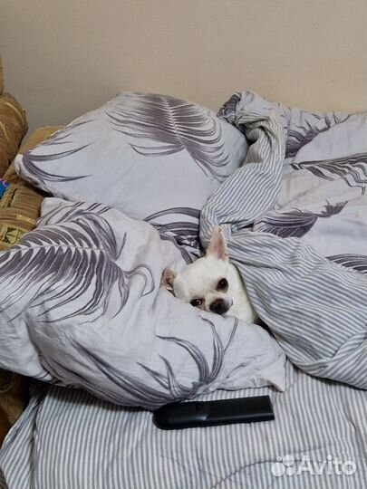 Вязка чихуахуа мальчик