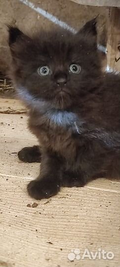 Котята Мейн-Кун полукровки в дар