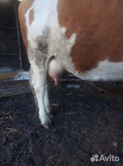 Корова молочная высокоудойная стельная