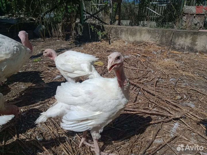 Индюшата Биг 6. Возраст 2 месяц и 3 месяца