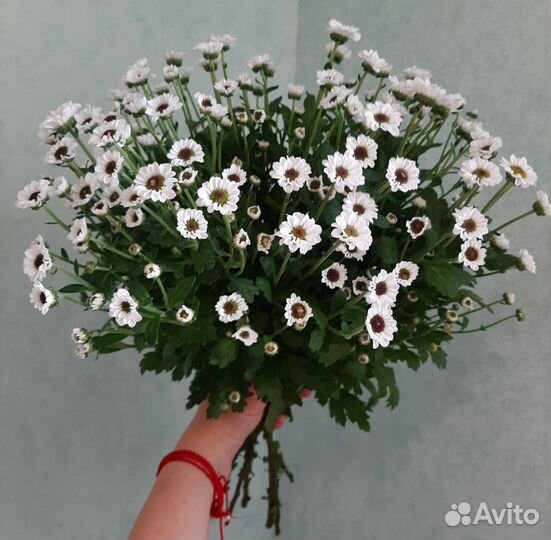 Букет ромашек - ромашковая хризантема