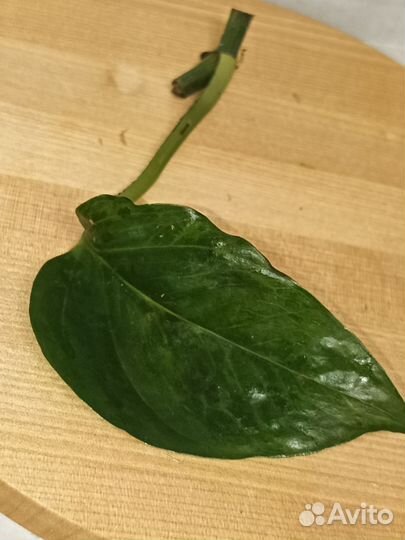 Эпипремнум марбл грин