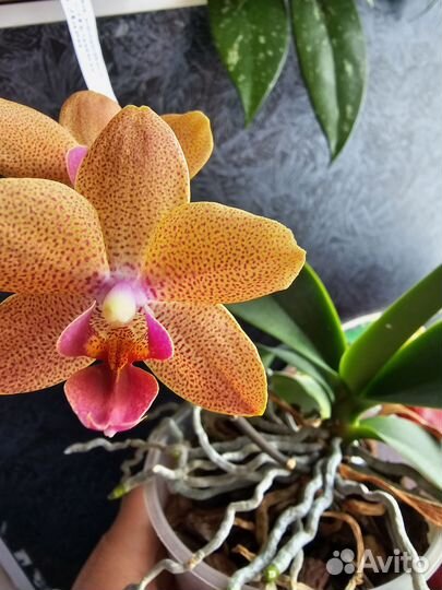 Орхидея фаленопсис