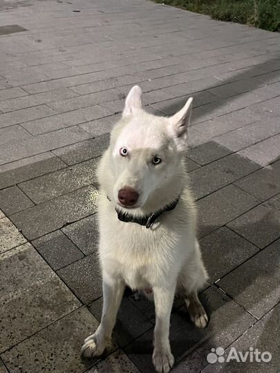 Сибирский хаски