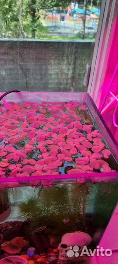 Пистия. Аквариумное растение