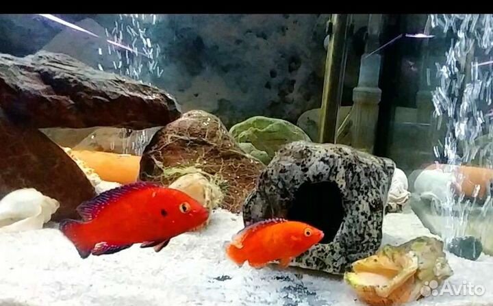 Африканские цихлиды(оз.Малави,Виктория,Туркан)