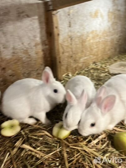 Декоративные карликовые кролики