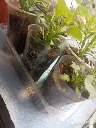 Остеоспермум вегетативный желтый