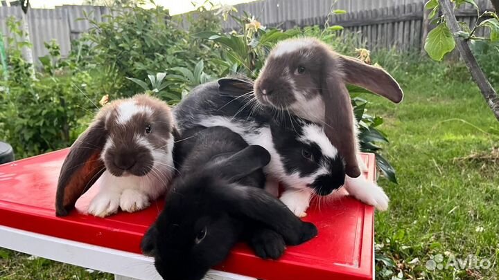 Кролики,крольчата