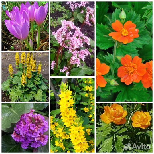 Многолетние цветы для сада