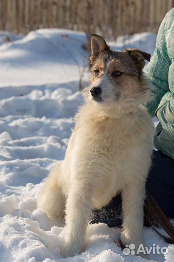 Собачка в добрые руки. Белка