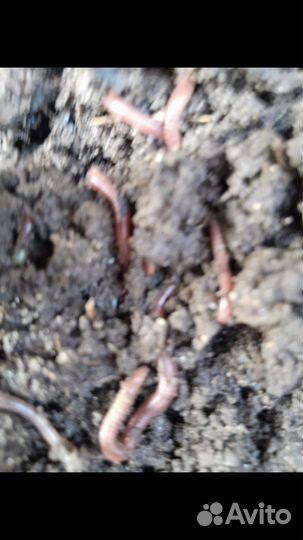 Черви для рыбалки
