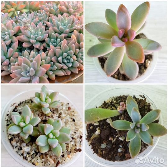Суккуленты почтой. Граптопеталлумы