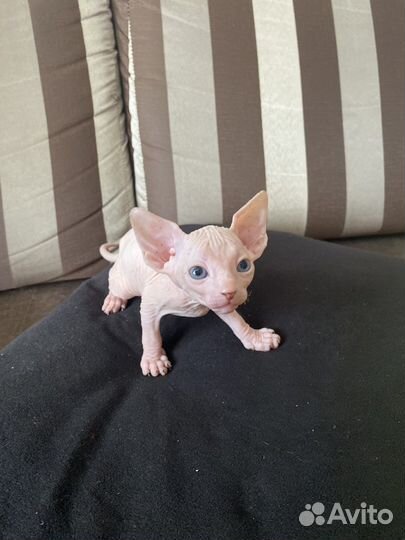 Канадский сфинкс