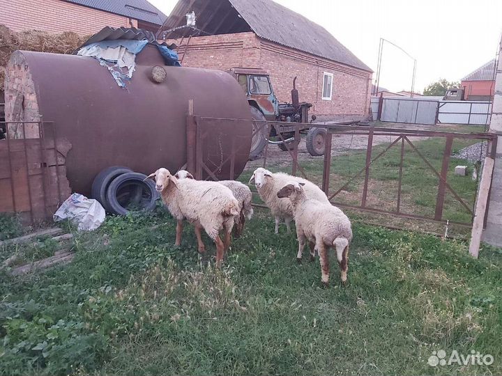 Овцы бараны