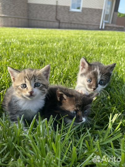 Котята в добрые руки бесплатно