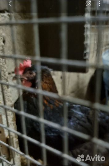 Инкубационное яйцо кур Маран