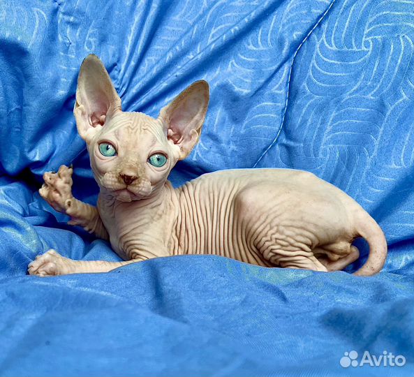 Эксклюзивный мальчик