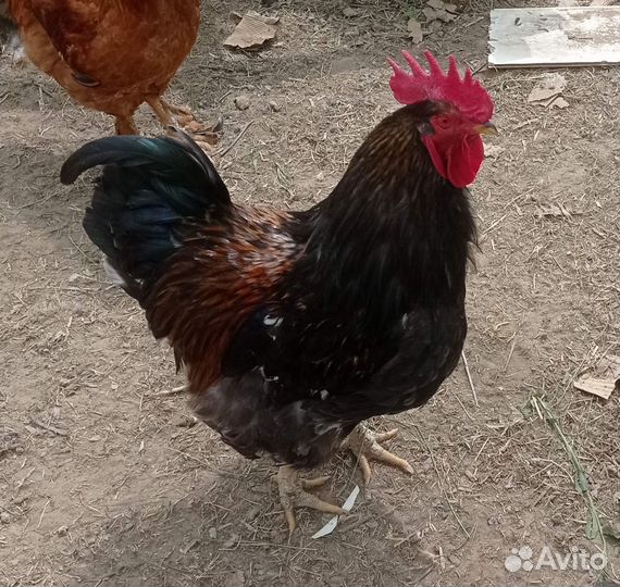 Петухи домашние