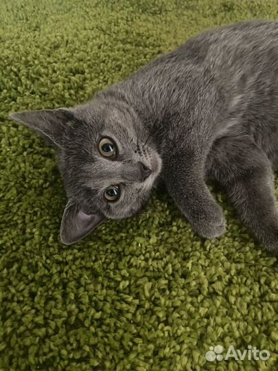 Кошка