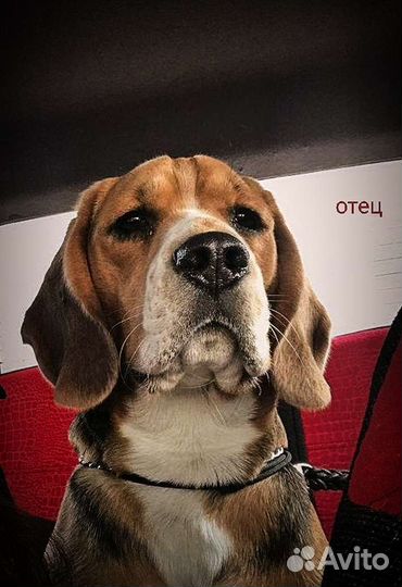 Очаровательные биглята