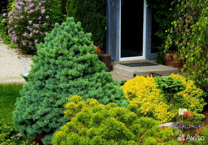 Ель карликовая Tомпа, Коника