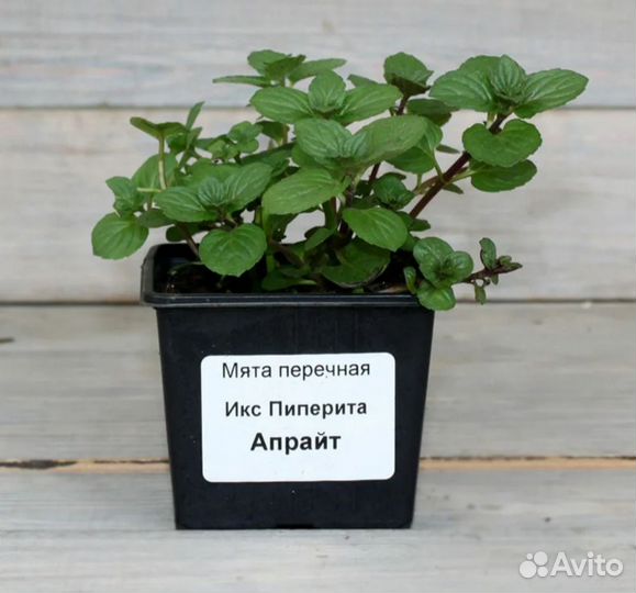 Мята, тимьян, мелисса, папоротник рассада