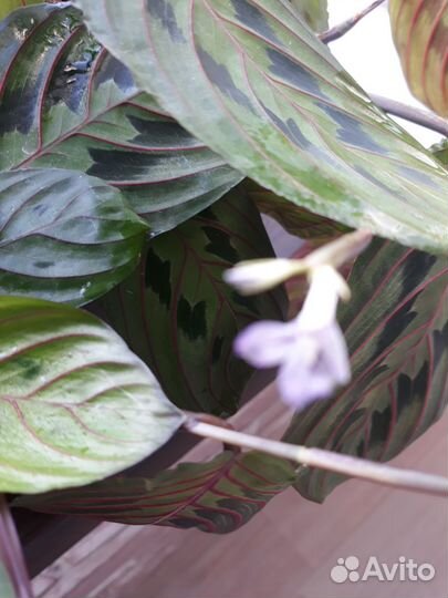 Маранта триколор