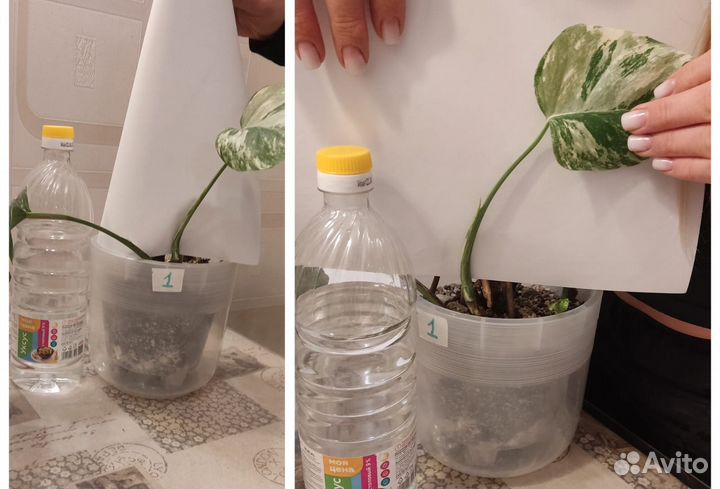 Монстера вариегатная