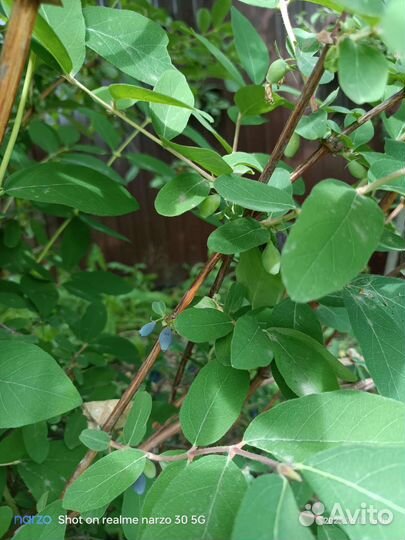 Саженцы жимолости