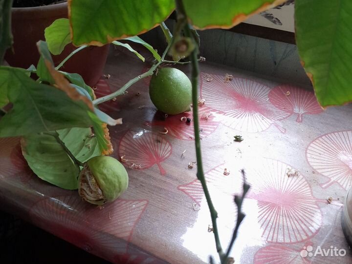 Саженцы плодоносящего лимона