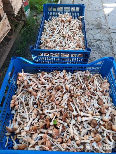 Грибы свежесобранные