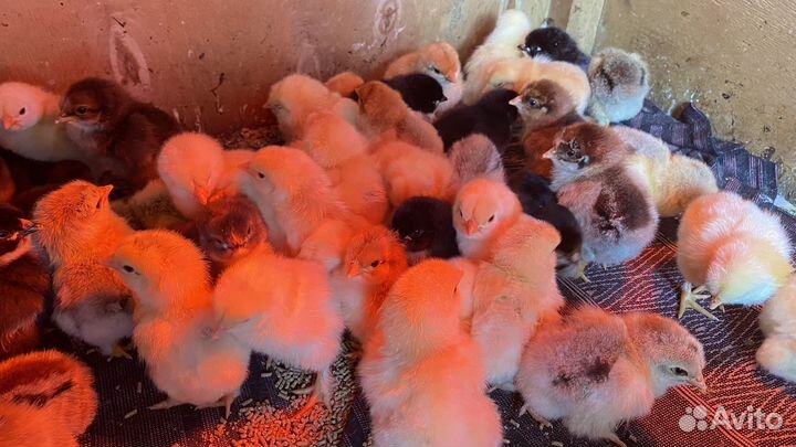 Цыплята
