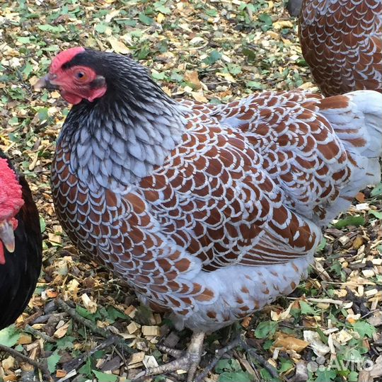 Инкубационное яйцо кур Виандот