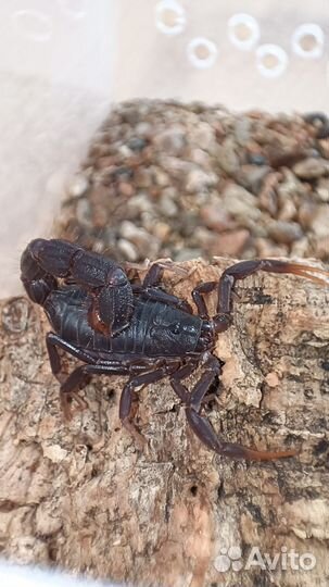 Паук птицеед