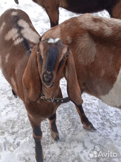 Нубийские козлята