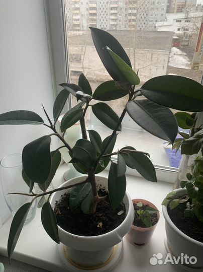 Комнатные цветы