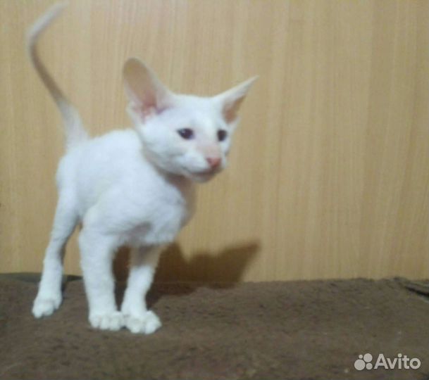 Петерболд мальчик