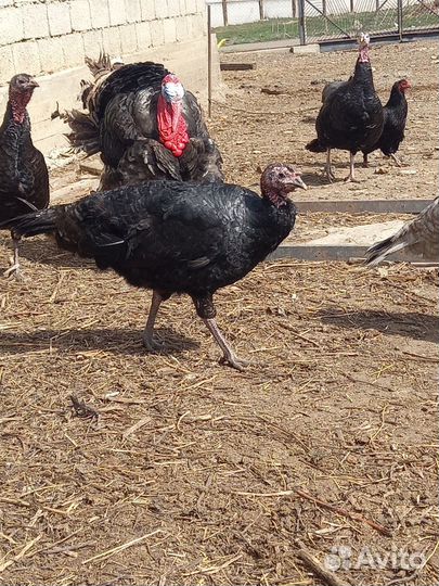 Индюшата, инкубационное яйцо