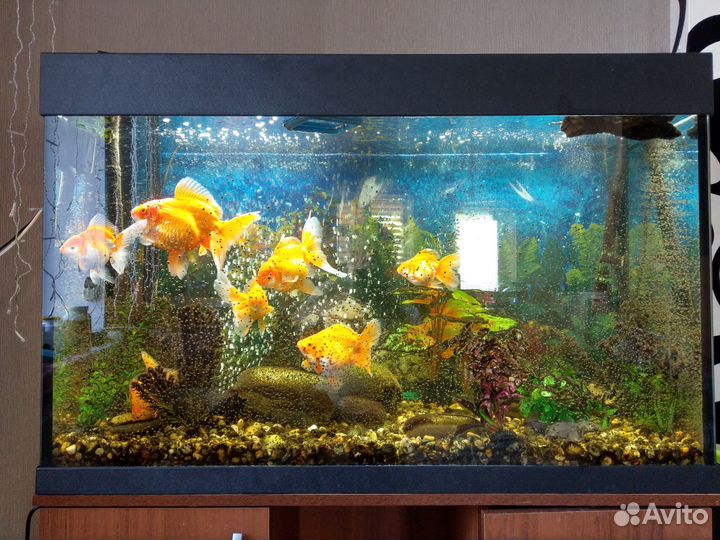 Аквариум Карон 240л. ZelAqua. + панорамный 60л