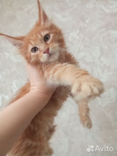 Котята мейн-кун