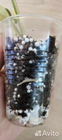 Happy Leaf/Эпипремнум