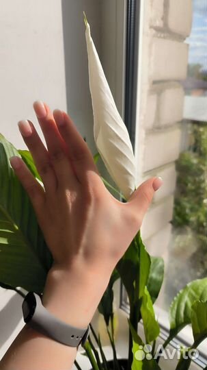 Спатифиллум