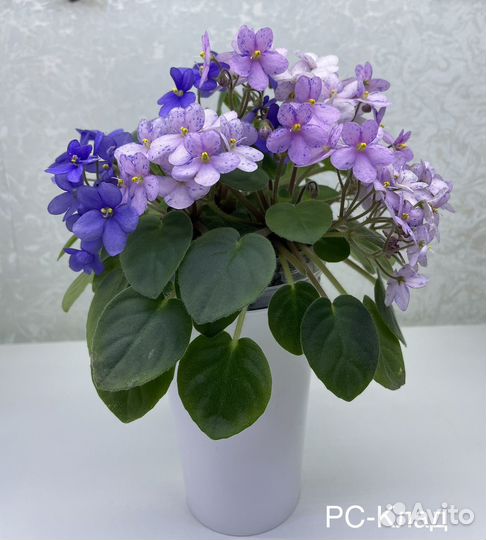 Фиалка рс-Клад