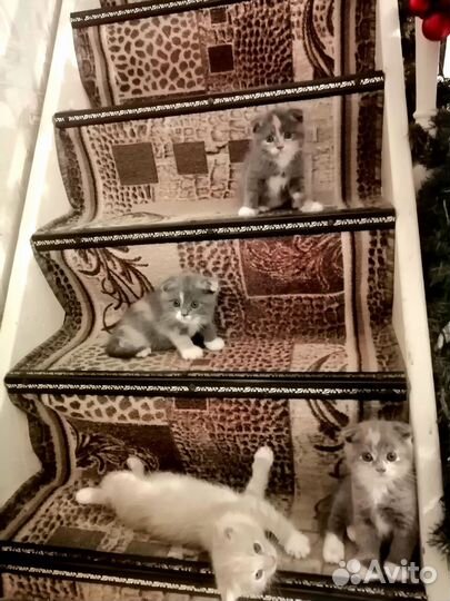 Вислоухие котята