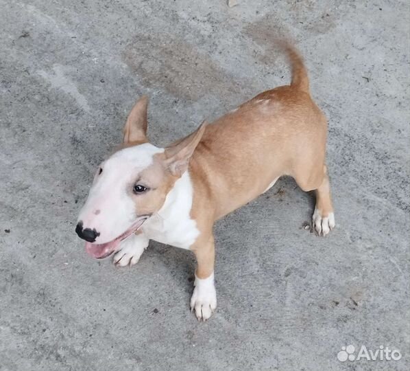 Мини буль Стич